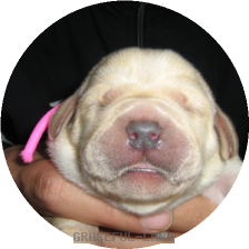 ピンク子犬(マリ)